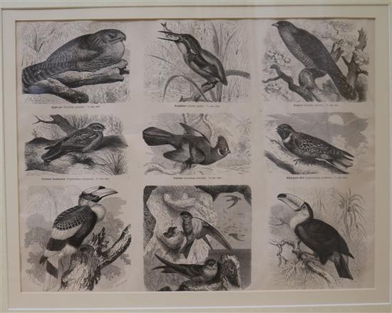 Victorian School, six engravings of British birds 32 x 42cm